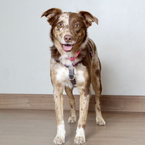 Daisy D210837