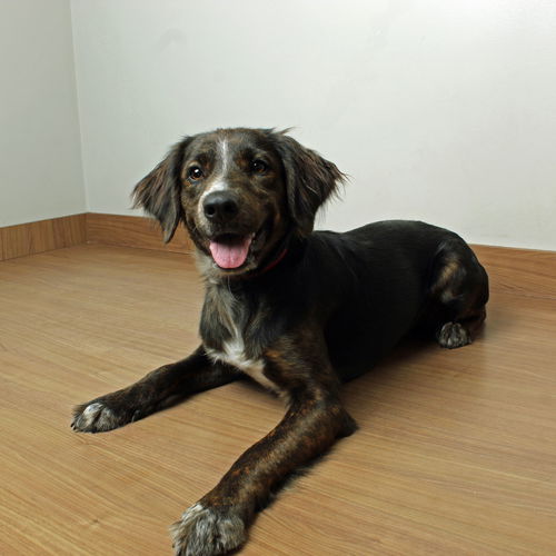 Bailey D211032