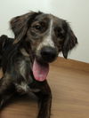 Bailey D211032