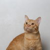 Fabio C210237