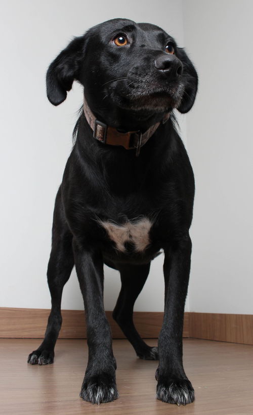 Bailey D211230