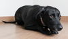 Bailey D211230