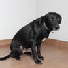 Bailey D211230