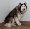 Daisy D211411
