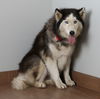 Daisy D211411