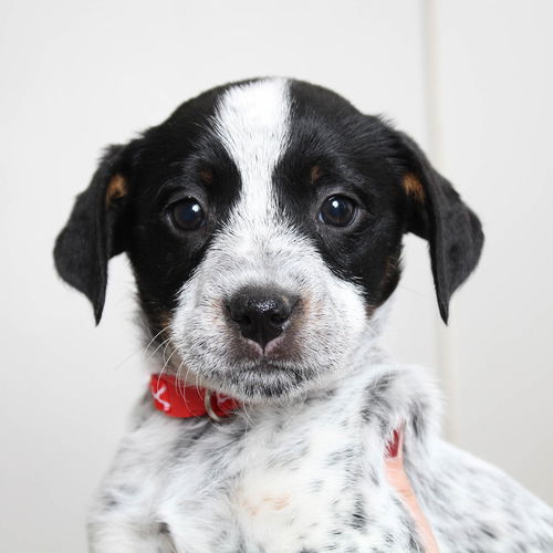 Nacho D211463