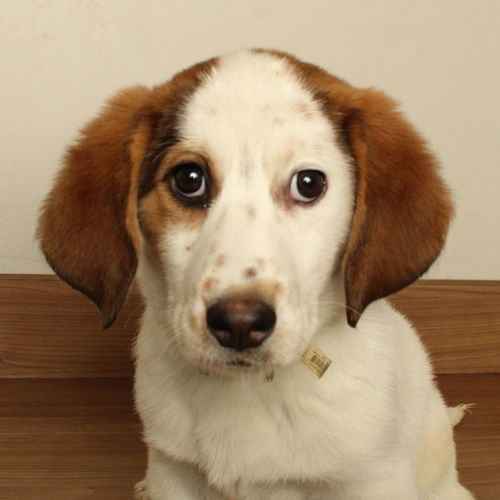 Nala D220010