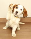 Nala D220010