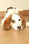 Nala D220010