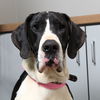 Baby Girl D220448