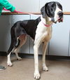 Baby Girl D220448