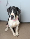 Baby Girl D220448