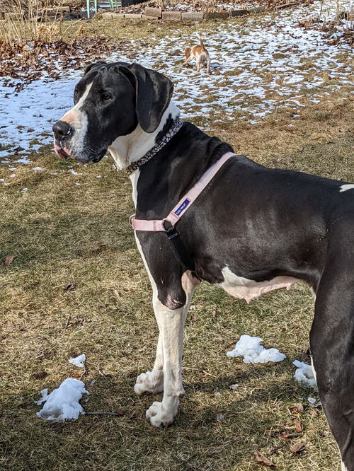 Baby Girl D220448