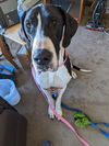 Baby Girl D220448