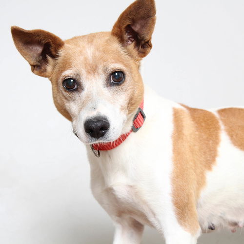 Scully D220577