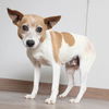 Scully D220577