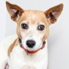 Scully D220577