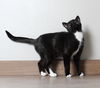 Eloise C220112 FIV+