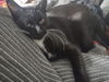 Eloise C220112 FIV+