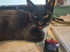 Eloise C220112 FIV+