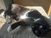 Eloise C220112 FIV+