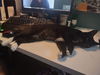 Eloise C220112 FIV+