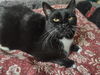 Eloise C220112 FIV+