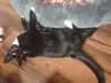 Eloise C220112 FIV+