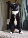 Eloise C220112 FIV+