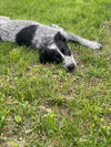 Juneau D220731