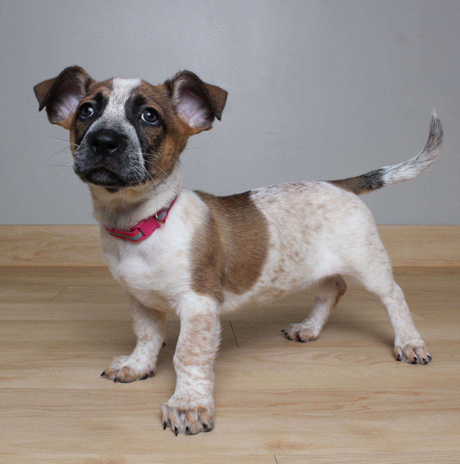 Dog for Adoption Darla D221081, a Australian Cattle Dog/Blue Heeler