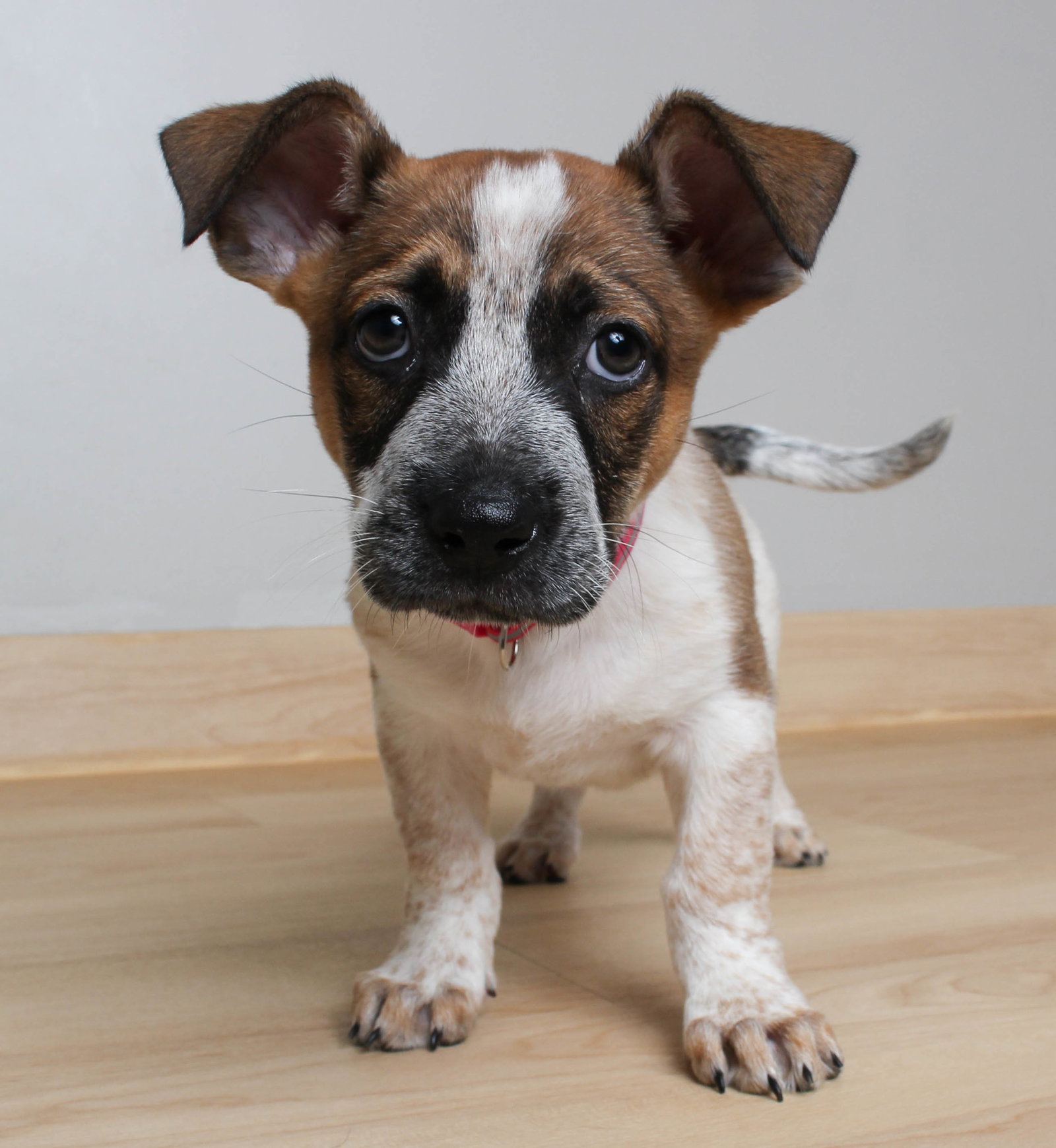 Dog for Adoption Darla D221081, a Australian Cattle Dog/Blue Heeler