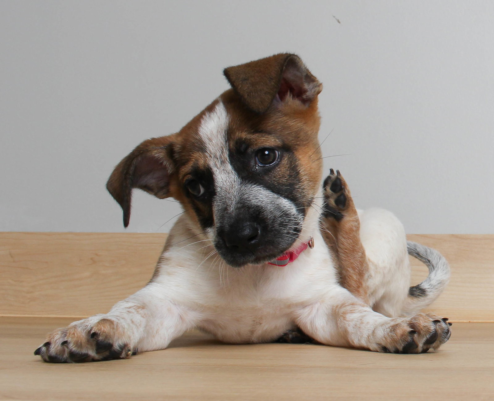 Dog for Adoption Darla D221081, a Australian Cattle Dog/Blue Heeler