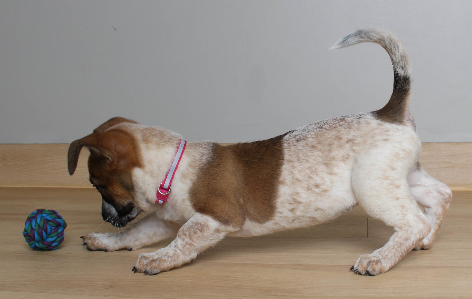 Dog for Adoption Darla D221081, a Australian Cattle Dog/Blue Heeler