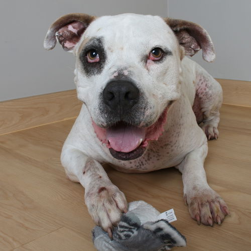 Buddy D221176