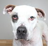 Buddy D221176