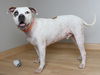 Buddy D221176