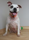 Buddy D221176