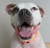 Buddy D221176