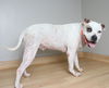 Buddy D221176