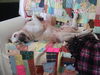 Buddy D221176
