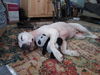 Buddy D221176