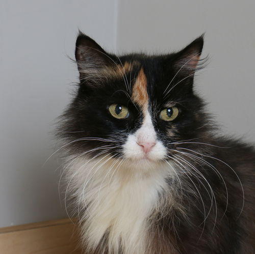 Callie C220318 *front declawed*