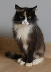 Callie C220318 *front declawed*