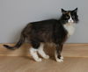 Callie C220318 *front declawed*