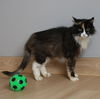 Callie C220318 *front declawed*