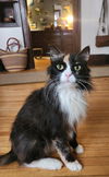 Callie C220318 *front declawed*