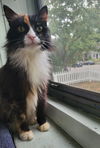 Callie C220318 *front declawed*