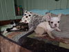 Callie C220318 *front declawed*