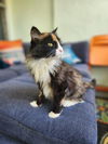 Callie C220318 *front declawed*